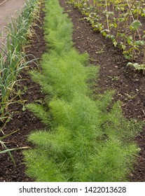 Home Grown Organic Florence Fennel (Foeniculum vulgare 'Zefa Fino') Growing on an Allotment in a Walled Vegetable Garden in Rural Somerset, England, UK 
