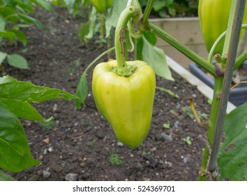 Gypsy Hybrid Pepper Hd Stock Images Shutterstock