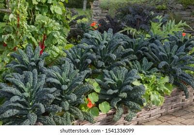 Home Grown Organic Kale 'Nero di Toscana' (Brassica oleracea 'Acephala') Growing in a Potager or Kitchen Garden Surrounded by Chard and Nasturtiums in Rural Devon, England, UK - Shutterstock ID 1541336099