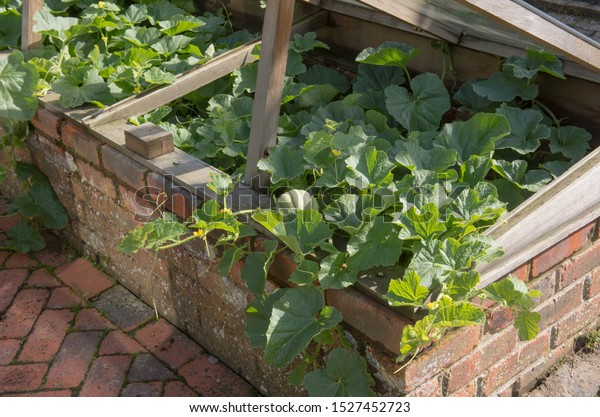 Home Grown Organic Melon Plant (Cucumis Melo\
\'Emir\') Growing in a Cold Frame on an Allotment in a Vegetable\
Garden in Rural Devon, England,\
UK