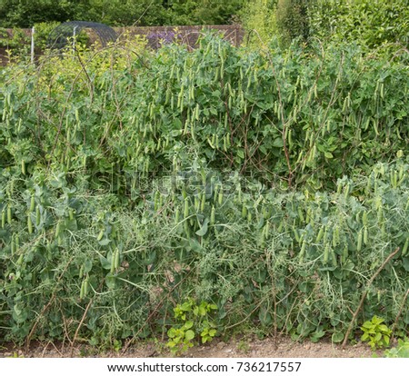 Home Grown Organic Peas 'Boogie' (Pisum sativum) on an Allotment in a Vegetable Garden in Rural Devon, England, UK