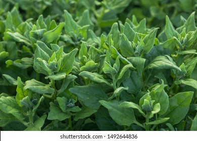 Home grown organic perpetual spinach (Tetragonia tetragonoides) growing on an allotment in a vegetable garden in rural