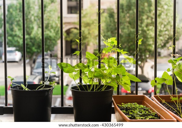 Home Grown Organic Vegetable Bean Pots Stock Photo Edit Now