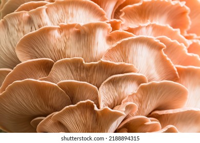 Home Grown Pink  Oyster Mushroom.