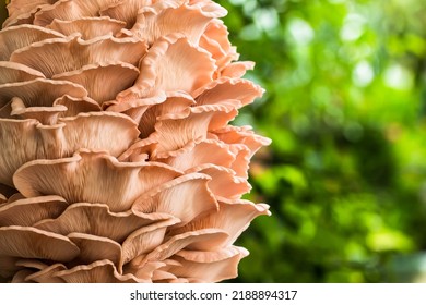 Home Grown Pink  Oyster Mushroom.