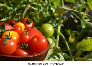 Home grown tomatoes in a hand turned wooden bowl. There are red and yellow cherry tomatoes. The bowl has been turned from a recycled kitchen worktop. - Powered by Shutterstock