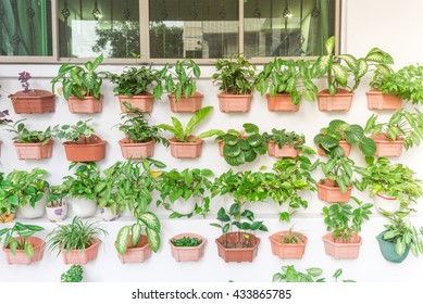 Home Grown Tree Pots In The White Wall Of HDB Building At Eunos Area. Growing A Garden In A Sharing Neighborhood Apartment's Balcony Or Corridor Is Popular In Singapore. Urban Agriculture Publications