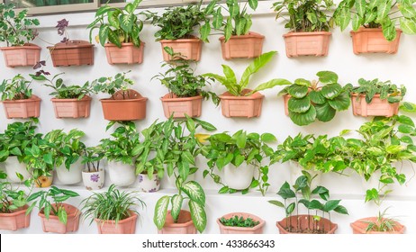 Home Grown Tree Pots In The White Wall Of HDB Building At Eunos. Growing A Garden In A Sharing Neighborhood Apartment's Balcony/corridor Is Popular In Singapore.Urban Agriculture Publications.Panorama