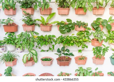 Home Grown Tree Pots In The White Wall Of HDB Building At Eunos Area. Growing A Garden In A Sharing Neighborhood Apartment's Balcony Or Corridor Is Popular In Singapore. Urban Agriculture Publications