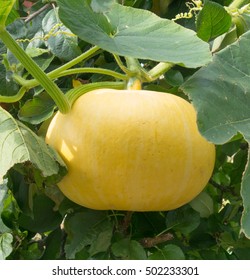 Home Grown Yellow Winter Squash (Cucurbita Maxima) On A Vine In A Fruit And Vegetable Garden In Devon, England, UK