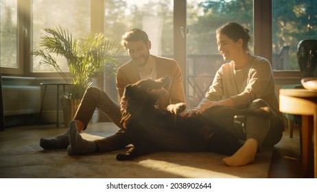 At Home: Happy Couple Play with Their Dog, Gorgeous Brown Labrador Retriever. Boyfriend and Girlfriend Tease, Pet and Scratch Super Happy Doggy, Have Fun in the Stylish Living Room - Powered by Shutterstock