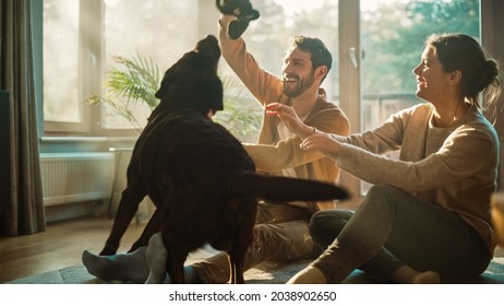 At Home: Happy Couple Play with Their Dog, Gorgeous Brown Labrador Retriever. Boyfriend and Girlfriend Tease, Pet and Scratch Super Happy Doggy, Have Fun in the Stylish Living Room