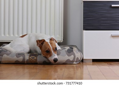 Home Heating. Dog Near To A Warm Radiator