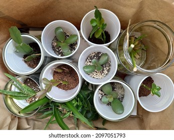Home homemade flower plant planting propagation green swap - Shutterstock ID 2097051793