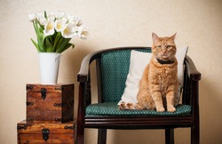 Home Interior, Cat Sitting In An Armchair, A Wall And A Bouquet Of White Tulips
