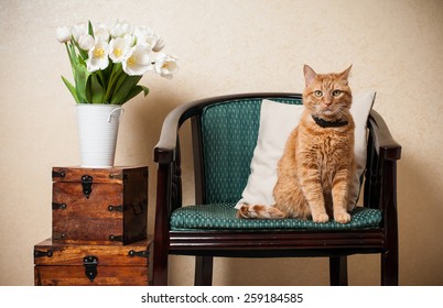 Home interior, cat sitting in an armchair, a wall and a bouquet of white tulips - Powered by Shutterstock