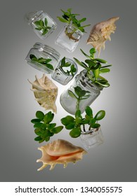 A Home Interior Mini Garden Made Of  Branches Of Crassula Ovata Placed In A Glass Jars With Drops Of Water And Three Pink Conch Shells  Are Levitating In Air Zero Gravity.