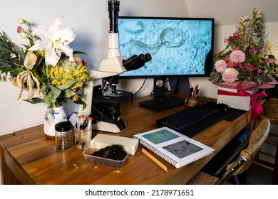 Home Lab Testing Soil Samples For Soil Life Biology Microorganisms In Compost With A Microscope, Looking At Nematodes In Tasmania Australia, Organic Regenerative Agriculture.