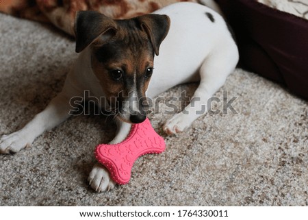 Similar – Dog sleeping on the floor , cute dog