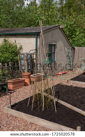 Home Made Bamboo Cane Wigwam for Growing Climbing Vegetables and Plants in a Raised Bed on an Allotment in a Vegetable Garden in Rural Devon, England, UK