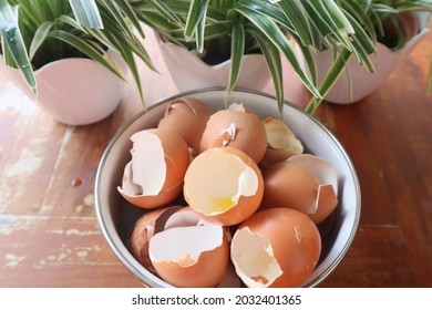 Home Made Egg Shell And Used Tea Powder For Plant Fertilizer