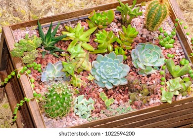 Succulent Rock Garden Images Stock Photos Vectors Shutterstock