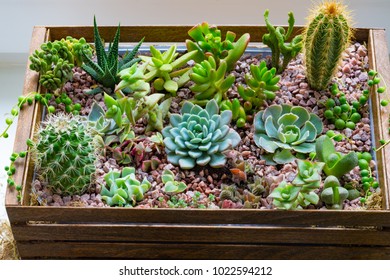 Home Mini Succulent And Cactus Garden Arranged In Dark Wooden Box