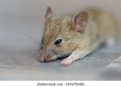 Home Mouse Sitting On Floor Curious Stock Photo 1476705482 | Shutterstock