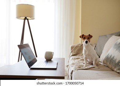 Home Office Concept. Designated Work From Home Area In Living Room. Modern Laptop And Cup Of Hot Beverage On Wooden Table. Adorable Doggy Sitting Alone On The Couch. Close Up, Copy Space, Background.