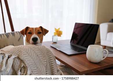 Home Office Concept. Designated Work From Home Area In Living Room. Modern Laptop And Cup Of Hot Beverage On Wooden Table. Adorable Doggy Sitting Alone On The Couch. Close Up, Copy Space, Background.