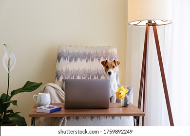 Home Office Concept. Designated Work From Home Area In Living Room. Modern Laptop And Cup Of Hot Beverage On Wooden Table. Adorable Doggy Sitting Alone On The Couch. Close Up, Copy Space, Background.