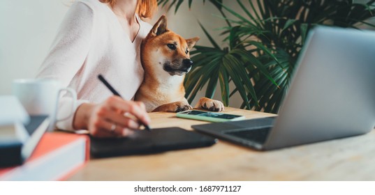 Home Office Concept, Young female freelancer working remotely from home sitting with her shiba inu dog on arms using laptop computer and stylus drawing sketches on touchpad for graphic designers