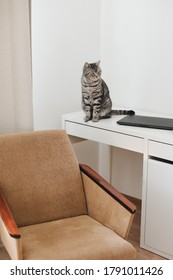 Home Office With Pet Cat. Cute Kitten Cat At Workplace At Home. Scottish Straight Cat Near Laptop. Work From Home Concept