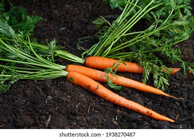 Home organic carrot planting in the backyard for spring season