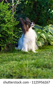 Home pet, dog of the breed papillon in the garden