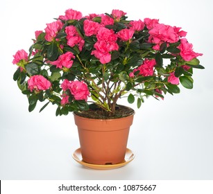 Home Plant Azalea 