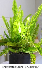 Home Plant - Boston Fern