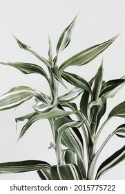 Home plant close up  on white wall. Poster.Scandinavian style interior.