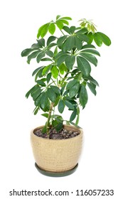 Home Plant In A Pot Isolated On White Background