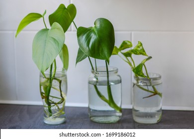 Home Plant Propagation In Water Jars 