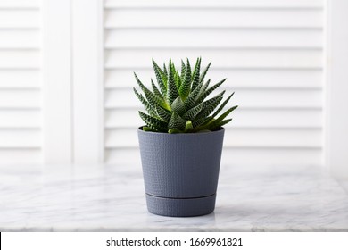 Home Plant Succulent, Aloe On Marble Table. White Wooden Background. Copy Space.