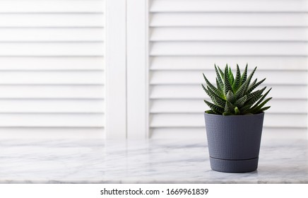 Home Plant Succulent, Aloe On Marble Table. White Wooden Background. Copy Space.