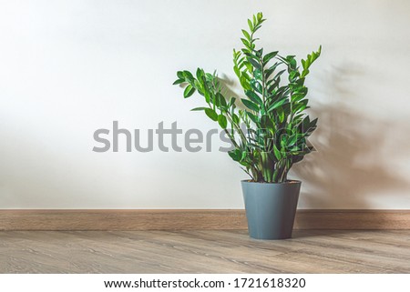 Home plant Zamioculcas, also known as Zanzibar gem in home interior with copy space
