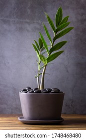 Home plant Zamioculcas,ZZ Plant in grey pot  against a grey background.also known as Zanzibar gem in home interior with copy space,dollar tree