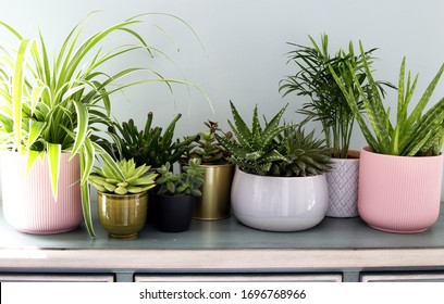 Home plants in colored different pots on green cabinet against pastel green colored wall. Home decor, home design, home decoration, plants banner.Stylish and modern Scandinavian room interior