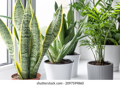 Home plants in different pots on the windowsill: succulents, sansevieria, aloe vera, zamiokulkas, hamedorea or Areca palm. Home plants care concept. Houseplants in a modern interior.