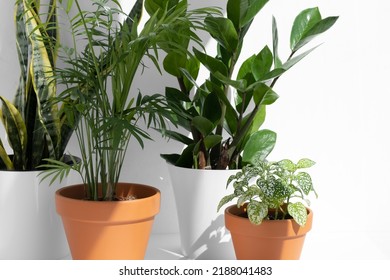 Home plants in different pots on a white background: hamedorea or areca palm, fittonia, sansevieria, zamiokulkas. Home gardening concept. Houseplants in a modern interior.