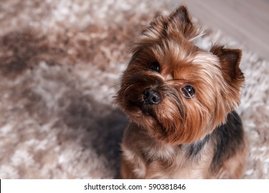 Home Portrait Of Small Dog Yorkshire Terrier