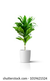 Home Potted Plant Isolated Over White Background