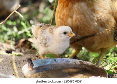 Home Poultry Farm In Italy. Domestic Hens And Chickens Walk Around The Aviary. A Hen Teaches Little Chicks To Drink Water. A Vivid Illustration Of Growing Domestic Chickens For Dietary Meat.